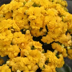 Kalanchoe lutea